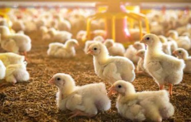 Alimentación de la gallina ponedora
