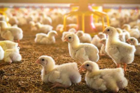 Alimentación de la gallina ponedora