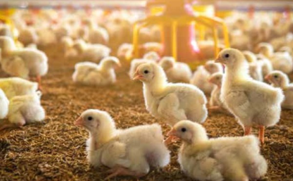 Alimentación de la gallina ponedora