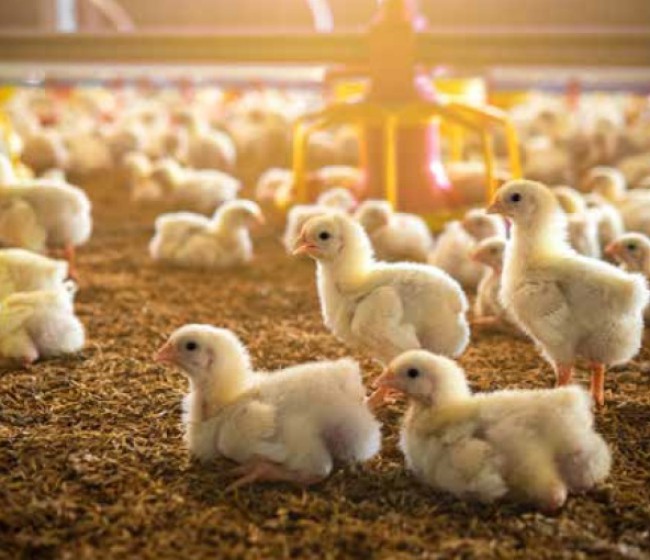 Alimentación de la gallina ponedora