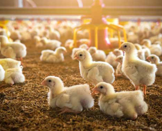 Alimentación de la gallina ponedora