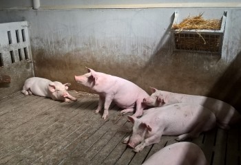 La CE actualiza las medidas de control para frenar la expansión de la peste porcina africana