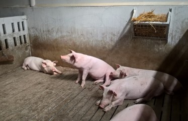 España reduce un 16,7% las emisiones de amoniaco del sector ganadero