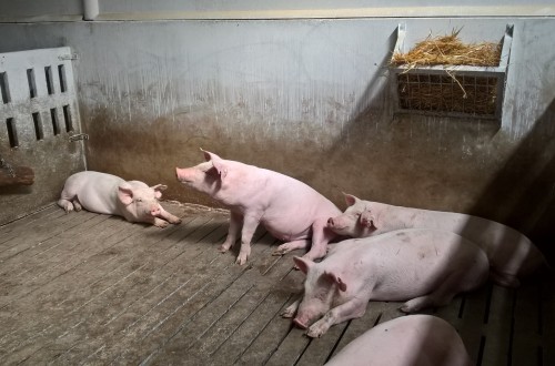 España reduce un 16,7% las emisiones de amoniaco del sector ganadero