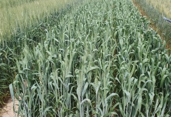 Evaluación de nuevas variedades de trigo blando de primavera