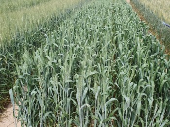Evaluación de nuevas variedades de trigo blando de primavera