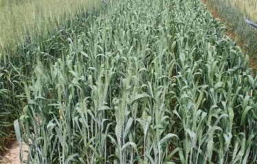 Evaluación de nuevas variedades de trigo blando de primavera