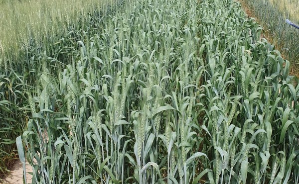 Evaluación de nuevas variedades de trigo blando de primavera