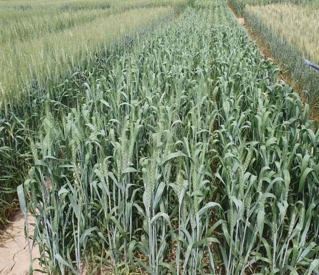 Evaluación de nuevas variedades de trigo blando de primavera