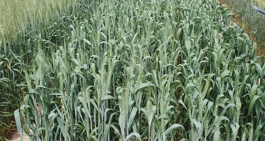 Trigo_blando_primavera