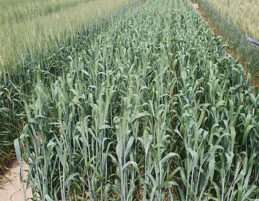 Trigo_blando_primavera