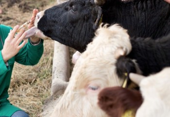 Aprobada la voluntariedad de que las explotaciones ganaderas dispongan de un veterinario y de un plan sanitario integral