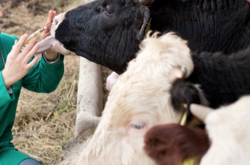 Aprobada la voluntariedad de que las explotaciones ganaderas dispongan de un veterinario y de un plan sanitario integral