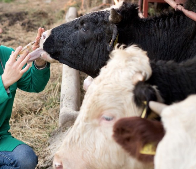 Aprobada la voluntariedad de que las explotaciones ganaderas dispongan de un veterinario y de un plan sanitario integral