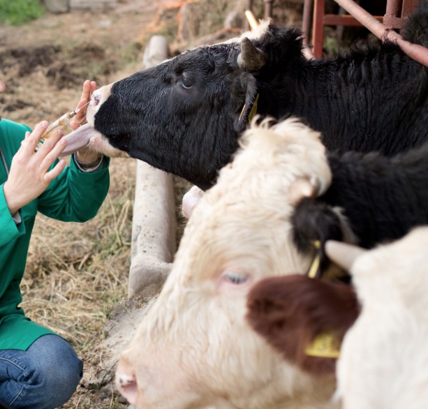 Aprobada la voluntariedad de que las explotaciones ganaderas dispongan de un veterinario y de un plan sanitario integral