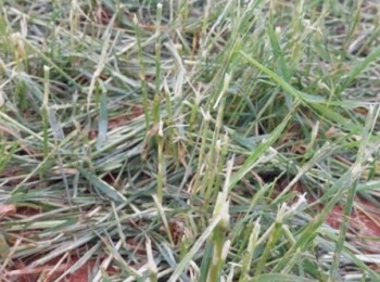 Las tormentas del fin de semana arrasan cultivos en Castilla-La Mancha y Aragón