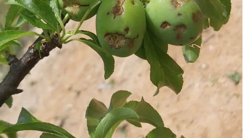 citricos_pedrisco