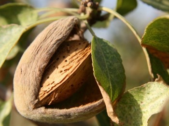 Publicado el listado provisional con 17.242 productores de frutos de cáscara que recibirán 20 millones en ayudas