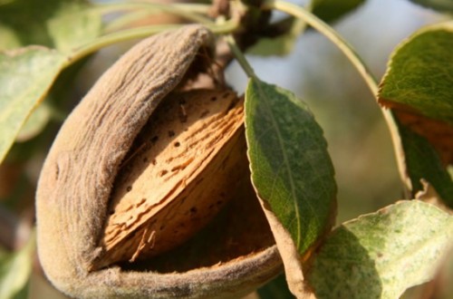 Publicado el listado provisional con 17.242 productores de frutos de cáscara que recibirán 20 millones en ayudas