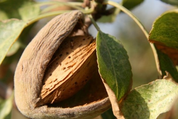 Publicado el listado provisional con 17.242 productores de frutos de cáscara que recibirán 20 millones en ayudas