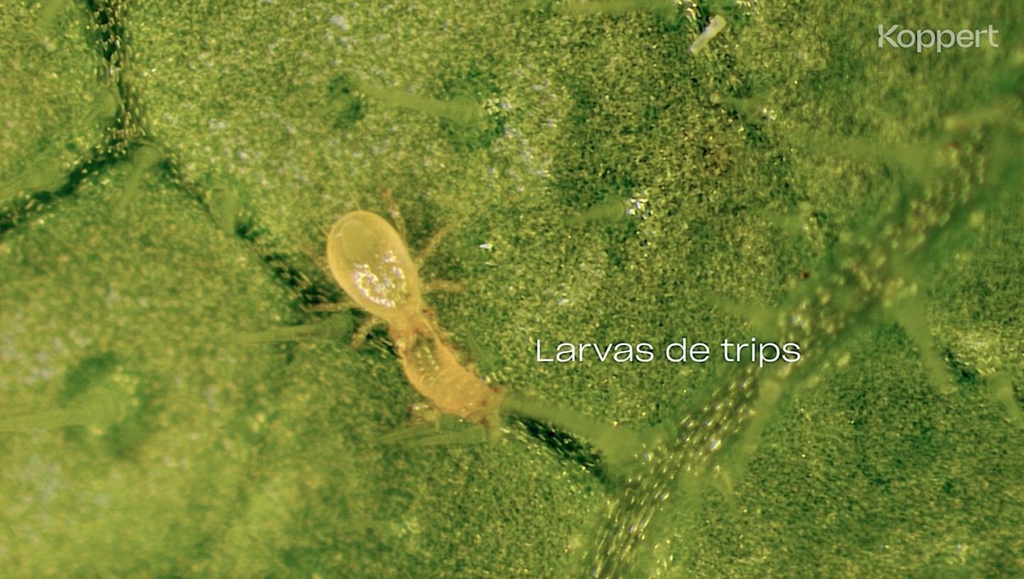 Koppert participa en Infoagro con soluciones innovadoras frente a nuevas especies de trips