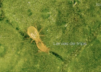 Koppert participa en Infoagro con soluciones innovadoras frente a nuevas especies de trips