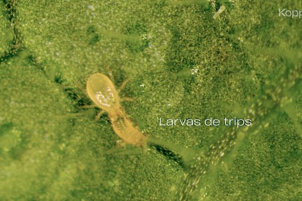 Koppert participa en Infoagro con soluciones innovadoras frente a nuevas especies de trips