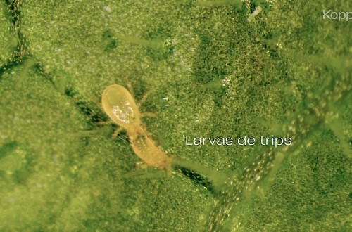 Koppert participa en Infoagro con soluciones innovadoras frente a nuevas especies de trips