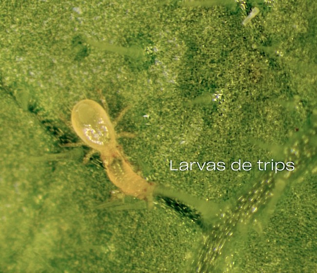 Koppert participa en Infoagro con soluciones innovadoras frente a nuevas especies de trips