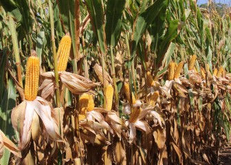 Nuevas variedades de maíz para grano de los ciclos 400 y 500
