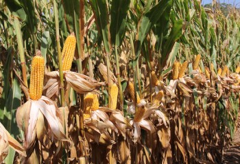 Nuevas variedades de maíz para grano de los ciclos 400 y 500