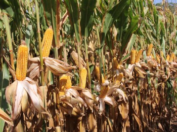Nuevas variedades de maíz para grano de los ciclos 400 y 500
