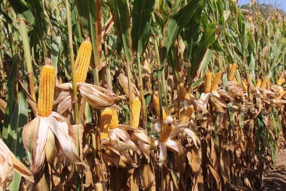 Nuevas variedades de maíz para grano de los ciclos 400 y 500