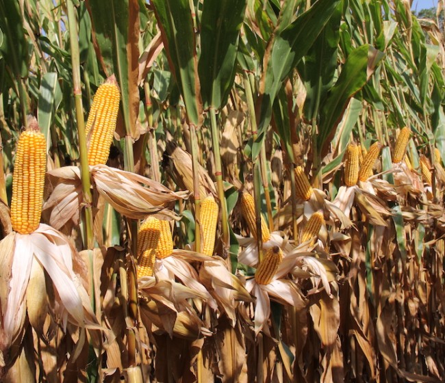 Nuevas variedades de maíz para grano de los ciclos 400 y 500