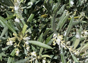Preocupación por el prais y el algodoncillo en el cultivo del olivar