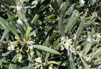 Preocupación por el prais y el algodoncillo en el cultivo del olivar