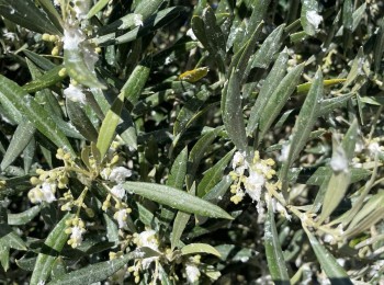 Preocupación por el prais y el algodoncillo en el cultivo del olivar