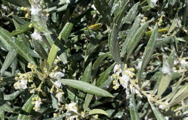 Preocupación por el prais y el algodoncillo en el cultivo del olivar