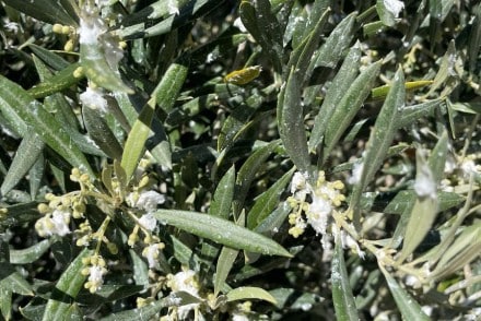Preocupación por el prais y el algodoncillo en el cultivo del olivar
