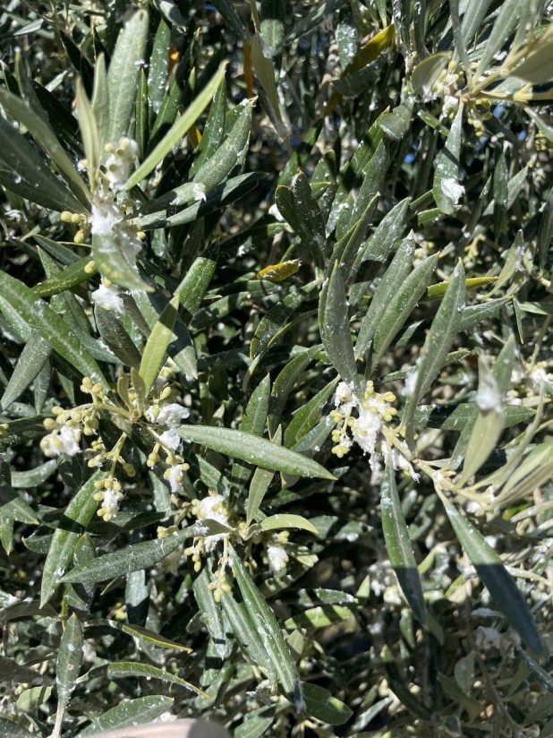 Preocupación por el prais y el algodoncillo en el cultivo del olivar