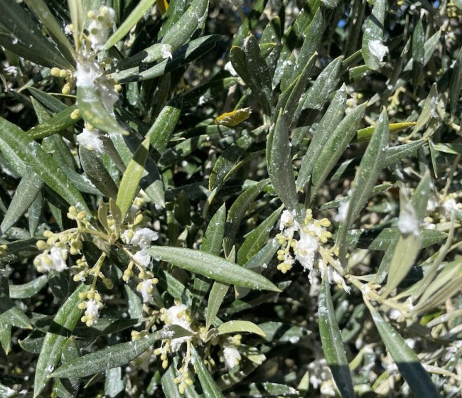 Preocupación por el prais y el algodoncillo en el cultivo del olivar