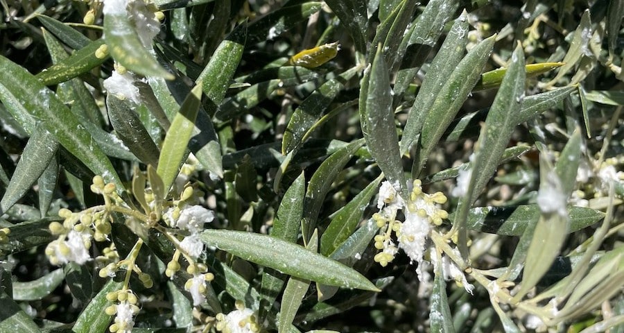 olivar_prais_algodoncillo