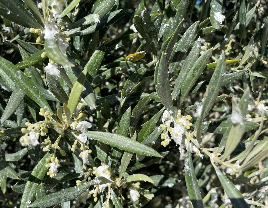 olivar_prais_algodoncillo
