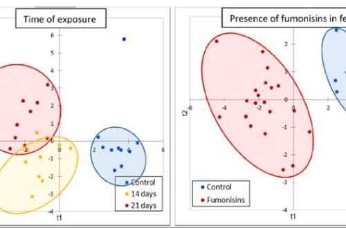 ¿Nuevos biomarcadores de exposición a fumonisinas en pollos?