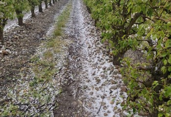 Las tormentas de mayo dañan al menos 80.000 hectáreas aseguradas en toda España