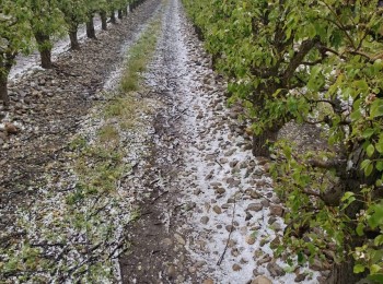Agroseguro inicia el pago de indemnizaciones por daños en cultivos herbáceos con un primer abono de 32 millones