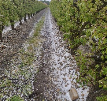 Las tormentas de mayo dañan al menos 80.000 hectáreas aseguradas en toda España
