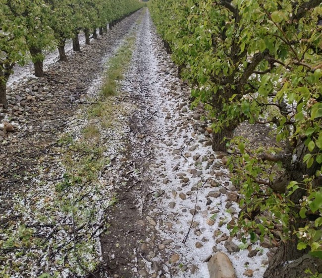 Las tormentas de mayo dañan al menos 80.000 hectáreas aseguradas en toda España