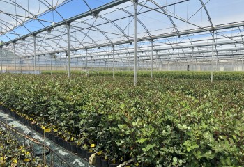 Viveros Hernandorena apuesta por la I+D para modernizar el cultivo del algarrobo