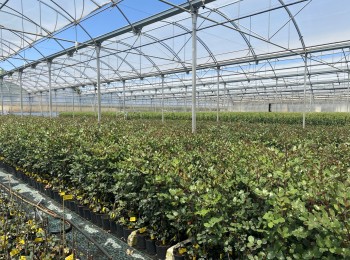 Viveros Hernandorena apuesta por la I+D para modernizar el cultivo del algarrobo